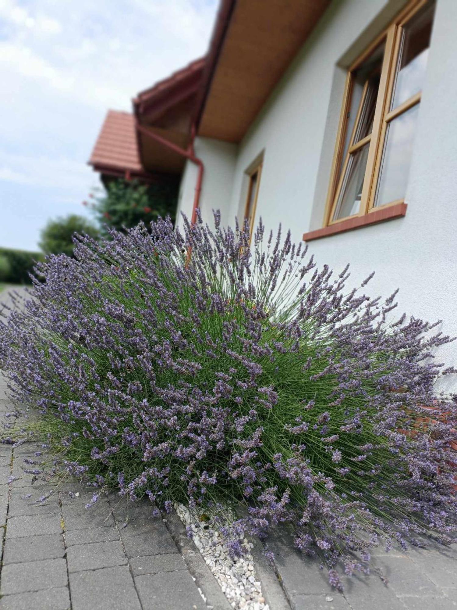 Noclegi "Koniadow" Solina  Kültér fotó